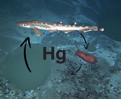 Oviparous Catsharks Accumulate Mercury in Deep-Sea Brine Pool Nurseries