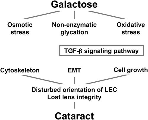 Identification of genes contributing to attenuation of rat model of galactose-induced cataract by pyruvate