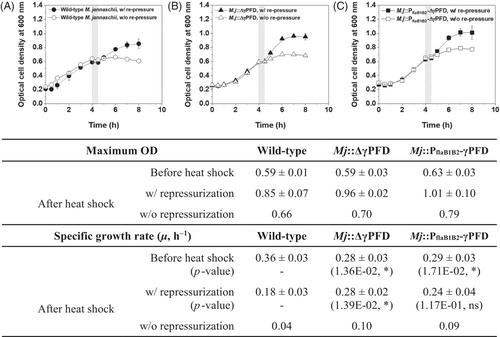 The filamentous γ-prefoldin chaperone is not essential for growth and thermal adaptation in Methanocaldococcus jannaschii