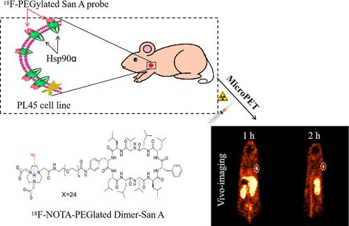 Development and Preclinical Evaluation of 18F-Labeled PEGylated Sansalvamide A Decapeptide for Noninvasive Evaluation of Hsp90 Status in Pancreas Cancer