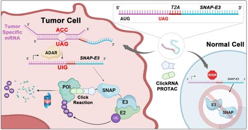 ClickRNA-PROTAC for Tumor-Selective Protein Degradation and Targeted Cancer Therapy