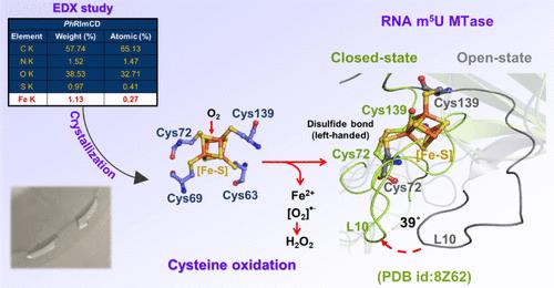 Decoding Substrate Selectivity of an Archaeal RlmCD-like Methyltransferase Through Its Salient Traits