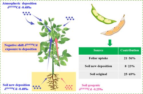 Bioaccumulation of Atmospherically Deposited Cadmium in Soybean: Three-Year Field Experiment Combined with Cadmium Isotopes