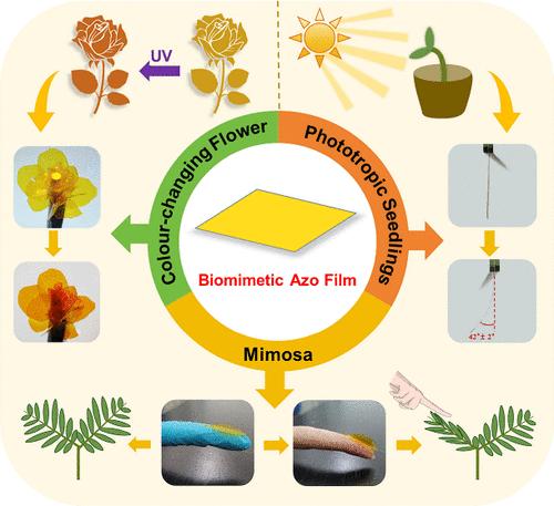 Integrating the Concept of Biomimetics into Teaching Experiments: Preparation and Evaluation of an Azo Molecule-Based Polymer Film