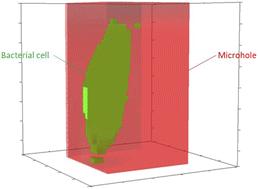 Single-cell detection and linear discriminant analysis of bacterial Raman spectra in glass filter microholes