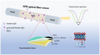 An enhanced SPR optical fiber biosensor using Ti3C2Tx MXene/AuNPs for label-free and sensitive detection of human IgG†