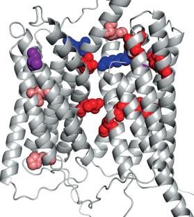 Structure and Functions of the OTOP1 Proton Channel