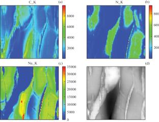 Study of Histological Sections of Muscle Tissues Using X-ray Fluorescence and Raman Spectromicroscopy