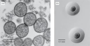 Mycoplasma: Properties, Detection, and Decontamination Methods of Cell Cultures and Viral Strains (Review)