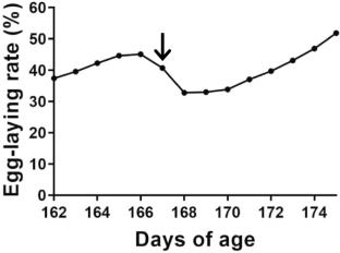 Molecular characterization of avian metapneumovirus subtype C associated with hydrosalpinx fluid and egg drop syndrome in Jinding ducks