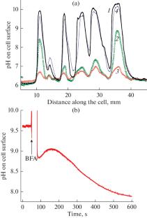 Role of Membrane H+ Transport and Plasmalemma Excitability in Pattern Formation, Long-Distance Transport and Photosynthesis of Characean Algae