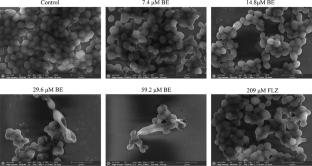 Baicalein induces apoptosis by targeting ribosomes in Candida auris