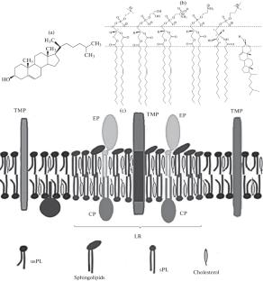 Cell Membrane Cholesterol and Regulation of Cellular Processes: New and the Same Old Thing