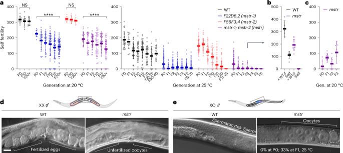 Noncanonical inheritance of phenotypic information by protein amyloids