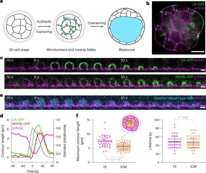 Inverse blebs operate as hydraulic pumps during mouse blastocyst formation