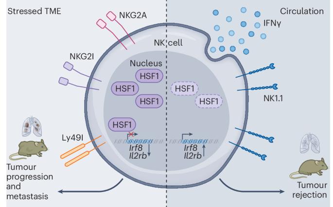 HSF1 renders NK cells too stressed to respond