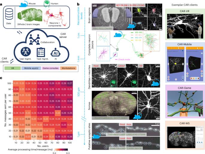 Collaborative augmented reconstruction of 3D neuron morphology in mouse and human brains