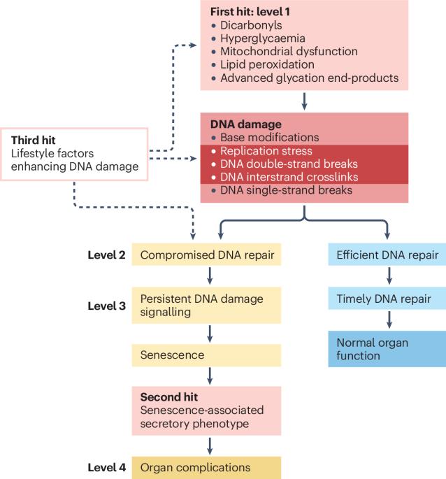 The role of DNA damage in diabetic complications