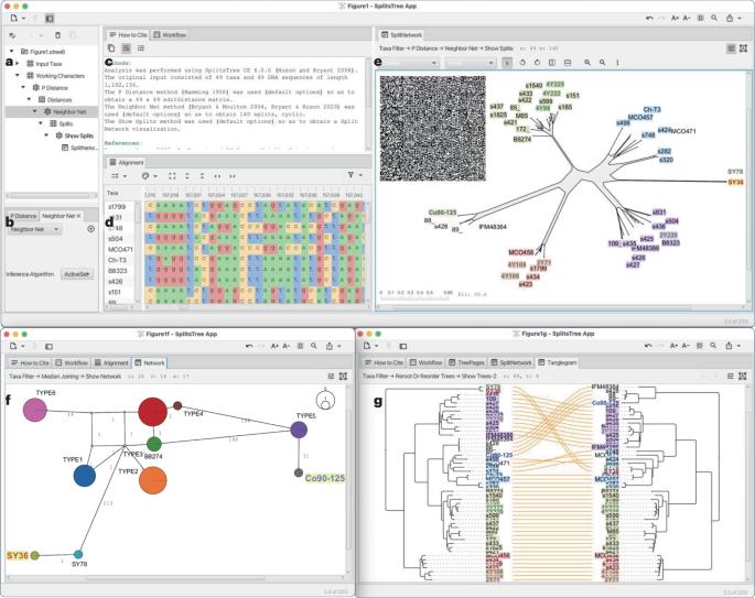 The SplitsTree App: interactive analysis and visualization using phylogenetic trees and networks