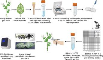 Spray inoculation and image analysis-based quantification of powdery mildew disease severity on pea leaves