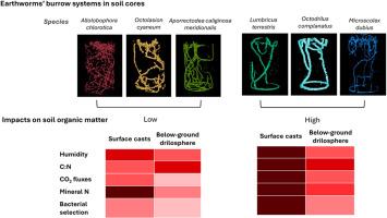 The effects of earthworm species on organic matter transformations and soil microbial communities are only partially related to their bioturbation activity