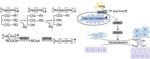 Acyl-CoA long-chain synthetase 1 (ACSL1) protects the endometrium from excess palmitic acid stress during decidualization