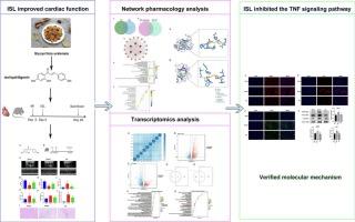 Integration of network pharmacology and transcriptomics to explore the mechanism of isoliquiritigenin in treating heart failure induced by myocardial infarction