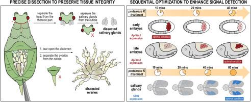 Enhancing protein signal detection in asexual and viviparous pea aphids: A guided protocol for tissue dissection and proteinase K treatment