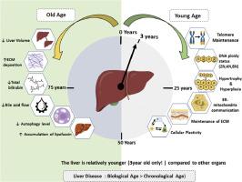 Is the liver resilient to the process of ageing?