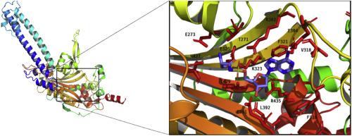 Characterisation of seryl tRNA synthetase (srs-2) in Haemonchus contortus and Teladorsagia circumcincta