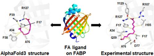 Evaluation of AlphaFold3 for the fatty acids docking to human fatty acid-binding proteins