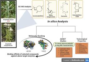 Phytochemical profiling, molecular docking, and ADMET evaluation of essential oils from Anaphalis busua and Anaphalis margaritacea in Uttarakhand's Himalayan Terrain