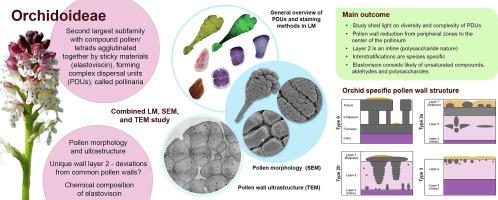 Pollen dispersal units of selected Orchidoideae and their morphological, ultrastructural, and chemical features