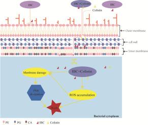 Isobavachalcone enhances sensitivity of colistin-resistant Klebsiella pneumoniae: In vitro and in vivo proof-of-concept studies