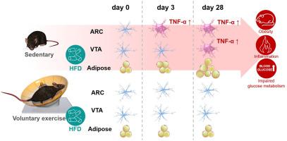 Voluntary exercise suppresses inflammation and improves insulin resistance in the arcuate nucleus and ventral tegmental area in mice on a high-fat diet