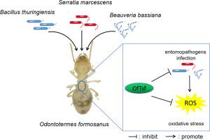 RNAi-mediated silencing of transferrin promotes entomopathogens lethality in Odontotermes formosanus (Shiraki)