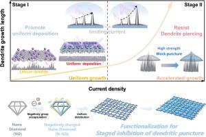 Staged dendrite suppression for high safe and stable lithium-sulfur batteries