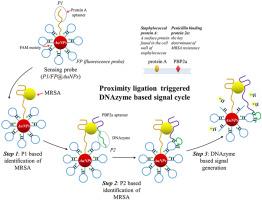 Proximity ligation-triggered DNAzyme for selective fluorescent aptasensing of methicillin-resistant Staphylococcus aureus