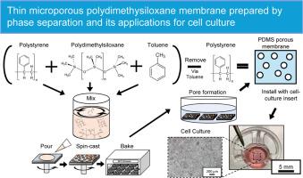 Thin microporous polydimethylsiloxane membrane prepared by phase separation and its applications for cell culture