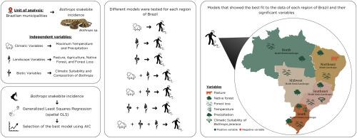 Predicting the drivers of Bothrops snakebite incidence across Brazil: A Spatial Analysis