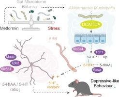 Metformin reprograms tryptophan metabolism via gut microbiome-derived bile acid metabolites to ameliorate depression-Like behaviors in mice