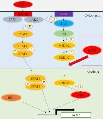 NF-κB p105-mediated nuclear translocation of ERK is required for full activation of IFNγ-induced iNOS expression