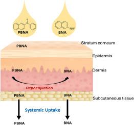 Intradermal and transdermal absorption of beta-naphthylamine and N-Phenyl-beta-naphthylamine in a viable human skin model