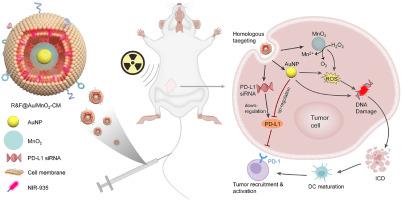 Cancer cell membrane-coated siRNA-Decorated Au/MnO2 nanosensitizers for synergistically enhanced radio-immunotherapy of breast cancer