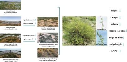 Plasticity response of desert shrubs to intense drought events at different phenophases under the context of climate change