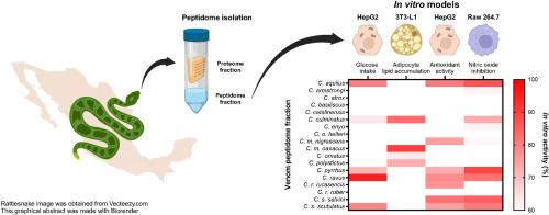 Bioprospection of rattlesnake venom peptide fractions with anti-adipose and anti-insulin resistance activity in vitro