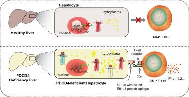 PDCD4 deficiency in hepatocytes exacerbates nonalcoholic steatohepatitis through enhanced MHC class II transactivator expression