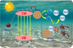 Sustainable photocatalytic H2O2 production in pure water from biomass carbon dots decorated resorcinol–formaldehyde resin