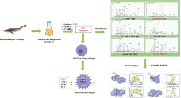 Immunomodulatory peptides from sturgeon cartilage: Isolation, identification, molecular docking and effects on RAW264.7 cells