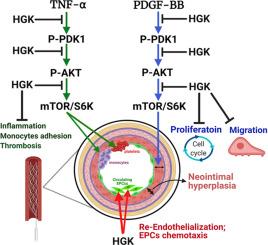 The flavonoid hydroxygenkwanin reduces inflammation and neointimal formation